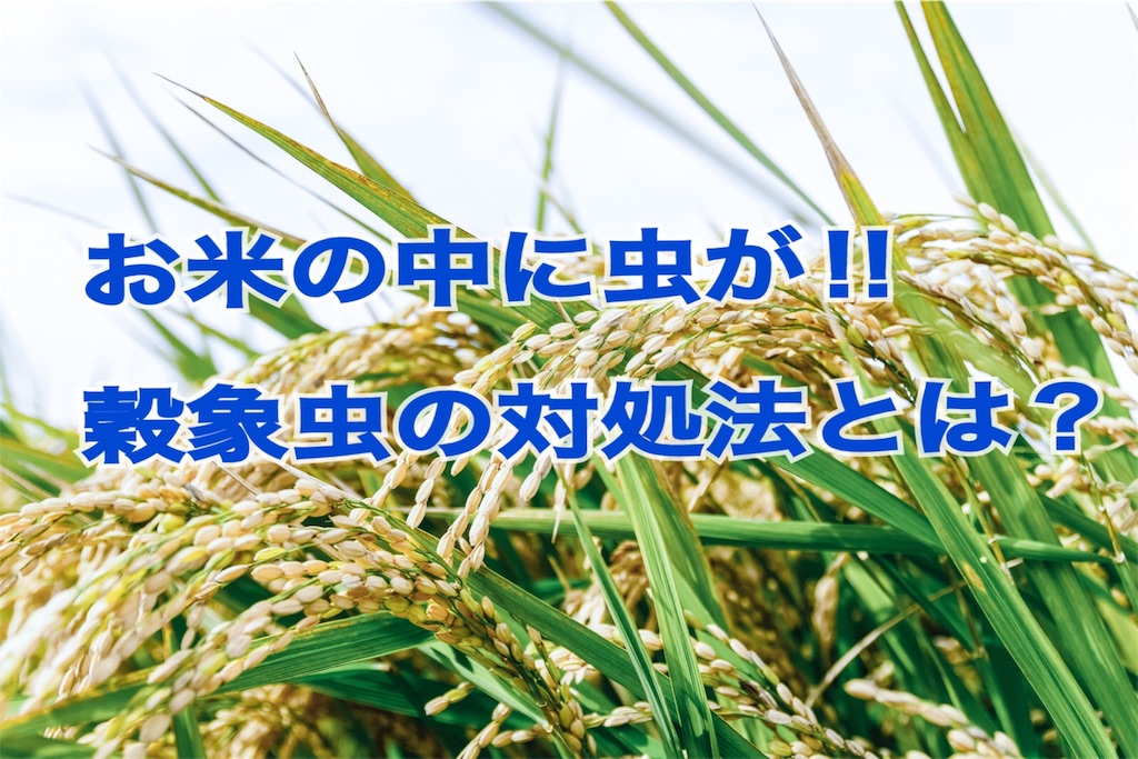 f:id:ponpoko37:20190414160832j:image f:id:ponpoko37:20190414160832j:image